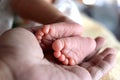 Soft focus of newborn tiny baby feet in parent hands Royalty Free Stock Photo