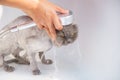 Soft focus and noise and grain. Hairdresser doing beauty care funny wet relaxing a bath or beauty salon for white persian cat or Royalty Free Stock Photo