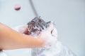 Soft focus and noise and grain. Hairdresser doing beauty care funny wet relaxing a bath or beauty salon for white persian cat or Royalty Free Stock Photo