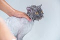 Soft focus and noise and grain. Hairdresser doing beauty care funny wet relaxing a bath or beauty salon for white persian cat or Royalty Free Stock Photo
