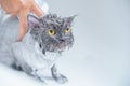 Soft focus and noise and grain. Hairdresser doing beauty care funny wet relaxing a bath or beauty salon for white persian cat or Royalty Free Stock Photo