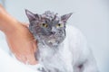 Soft focus and noise and grain. Hairdresser doing beauty care funny wet relaxing a bath or beauty salon for white persian cat or Royalty Free Stock Photo