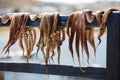 Soft focus of octopuses drying out under the sun at Cyclades Islands in Greece Royalty Free Stock Photo