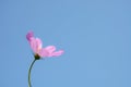 Soft focus of one pink cosmos flower Cosmos Bipinnatus on blue Royalty Free Stock Photo