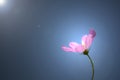 Soft focus of one pink cosmos flower Cosmos Bipinnatus with le Royalty Free Stock Photo