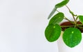 Chinese money plant (pilea peperomioides) against white backdrop.