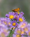 Soft focus of an orange butterfly on a bunch of purple flowers at a garden Royalty Free Stock Photo