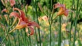 Soft focus of orange daylily (Hemerocallis fulva) flowers or tiger daylilies at a garden Royalty Free Stock Photo