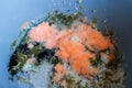 Soft focus. Orange moldy rice in the pot, Spoiled rice ,fungus in rice. It is rotten and has a bad smell.spores will germinate,