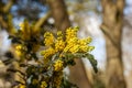 Soft focus of Oregon grape flower blooming on a banch