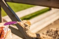 Soft focus of a an ostrich pulling on a fabric with its beak