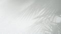 Soft focus.palm leaves shadow on white wall background Royalty Free Stock Photo