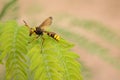 The soft focus Paper Wasps,Vespa affinis,Lesser Banded Hornet insect