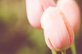 Soft focus of pastel pink tulip flowers against a blurry garden Royalty Free Stock Photo