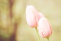 Soft focus of pastel pink tulip flowers against a blurry garden Royalty Free Stock Photo