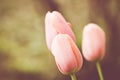 Soft focus of pastel pink tulip flowers against a blurry garden Royalty Free Stock Photo