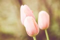 Soft focus of pastel pink tulip flowers against a blurry garden Royalty Free Stock Photo
