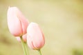 Soft focus of pastel pink tulip flowers against a blurry garden Royalty Free Stock Photo