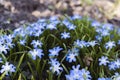 Soft focus of a patch of blue flowers in the garden