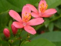 Soft focus of peach colored peregrina flowers and buds against blurry background