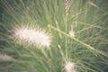 Soft focus Pennisetum: ornamental grass plumes / flowers background