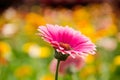 Soft focus photo gerbera flower Royalty Free Stock Photo