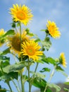 Soft focus photo of sun flowers