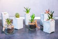 Soft focus photo. Tiny succulents in concrete plant holders in kitchen. Small cactus and moss in handmade vases of different