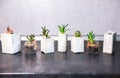 Soft focus photo. Tiny succulents in concrete plant holders in kitchen. Small cactus and moss in handmade vases of different