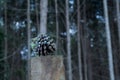 Soft focus of a pine cone on tree stump with blurry forest in the background Royalty Free Stock Photo