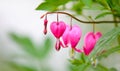 Soft focus of pink bleeding heart flowers blooming at a garden in springtime Royalty Free Stock Photo