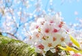 Soft focus pink cherry blossom with background  blue sky Royalty Free Stock Photo