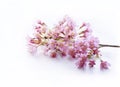 Soft focus of pink cherry blossom on white background, Selective focus Spring flower branch of Sakura blooming