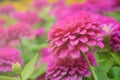 Soft focus pink flower background