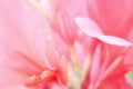 Soft focus pink flower background