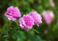 Soft focus of pink flowers for summer in to autumn season for the garden with blurred background. Historic old English moss roses Royalty Free Stock Photo