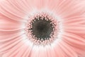 Soft focus pink gerbera flower closeup nature horizontal copy space background