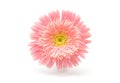 Soft focus pink gerbera flower on white horizontal copy space background