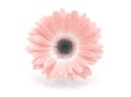 Soft focus pink gerbera flower on white horizontal copy space background