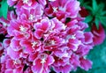 Soft focus of pink godetia flowers at a field