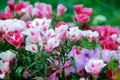 Soft focus of pink godetia flowers at a field