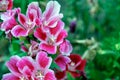 Soft focus of pink godetia flowers at a field