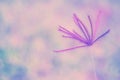 Soft focus   pink  grass  flower blooming wallpaper   abstract nature background Royalty Free Stock Photo