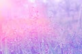 Soft focus pink grass flower with drops dew pastel color filter eff Royalty Free Stock Photo