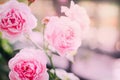 Soft focus pink rose with bokeh