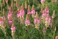 Soft focus of pink sainfoin flowers blooming at a field Royalty Free Stock Photo