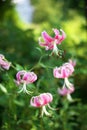 Soft focus Pink tiger lily or Lilium Stargazer Royalty Free Stock Photo