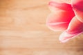 Soft focus of a pink tulip against a blurry background Royalty Free Stock Photo