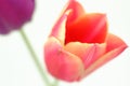 Soft focus of a pink tulip against a blurry background Royalty Free Stock Photo