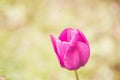 Soft focus of a pink tulip against a blurry garden Royalty Free Stock Photo